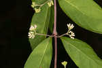 Chinese beautyberry